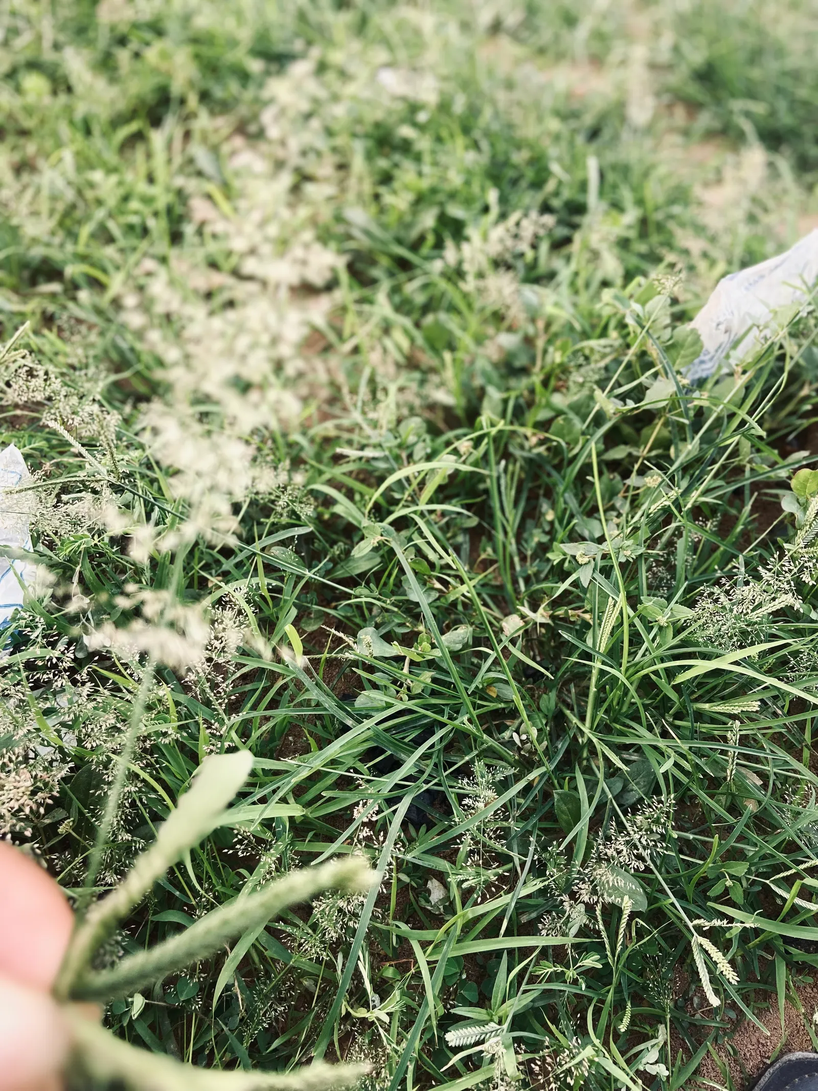 Korean Grass (Zoysia Tenuifolia) — Its ability to tolerate light foot traffic makes it suitable for use around patios and pathways