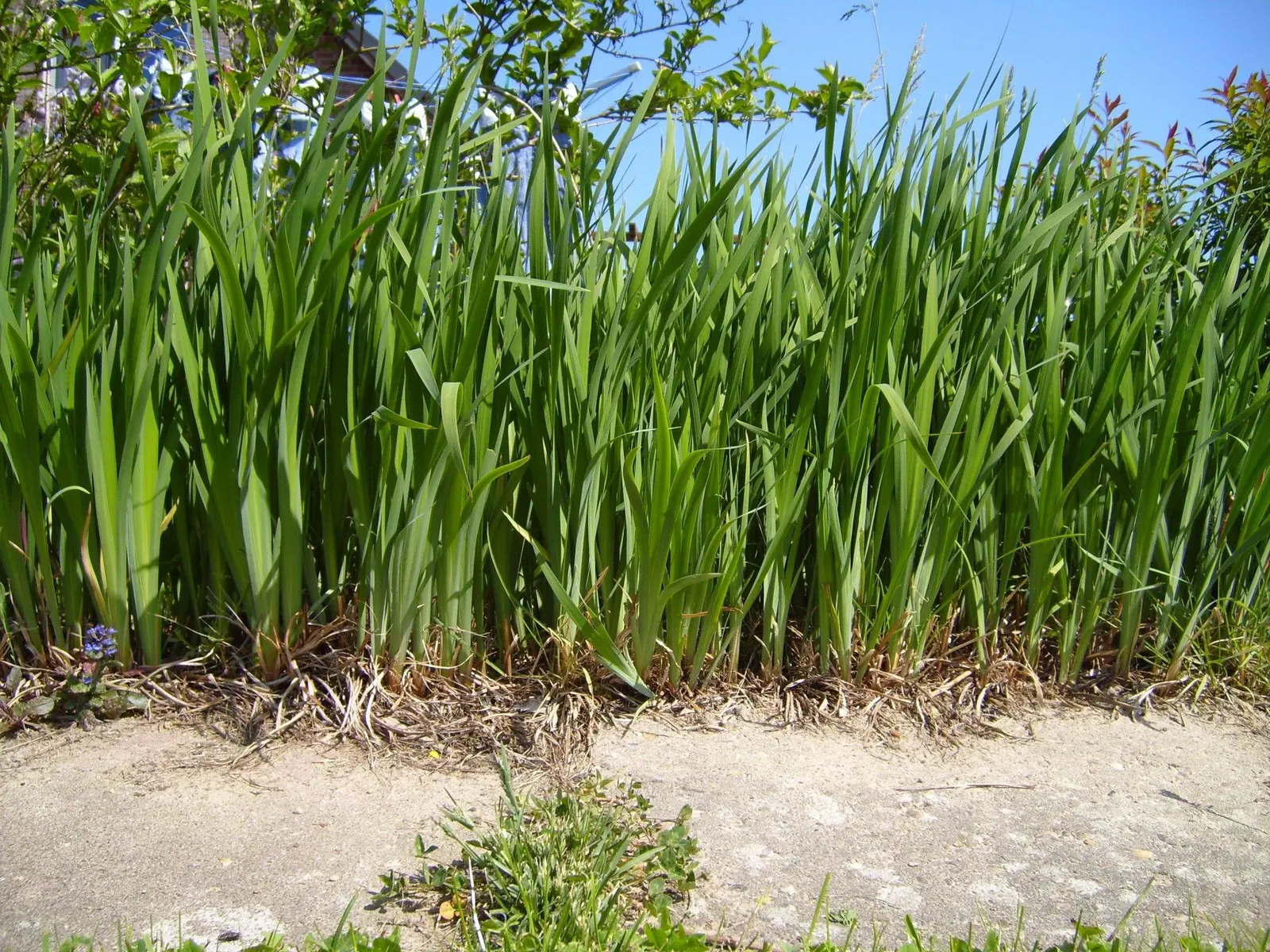Korean Grass (Zoysia Tenuifolia) — this low-maintenance grass displays impressive drought resistance; cushiony feel underfoot.<br><br>One of the key features