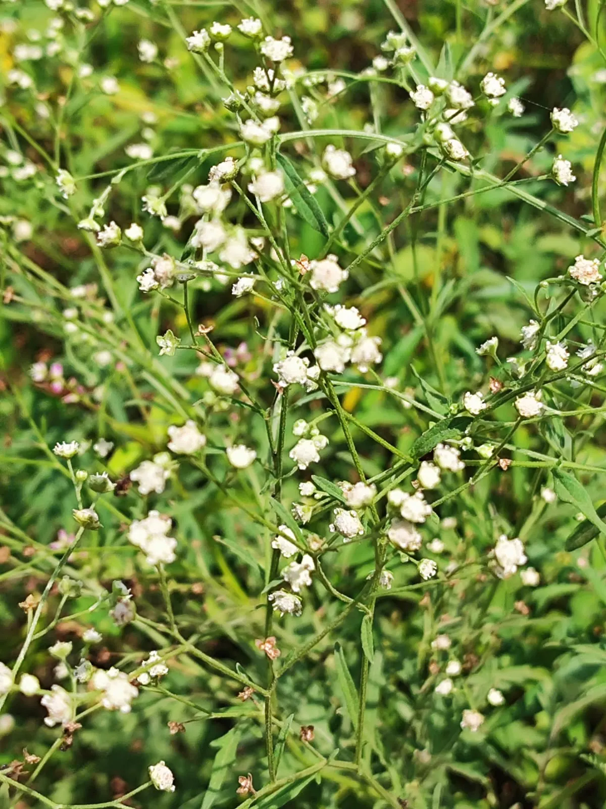 Korean Grass (Zoysia Tenuifolia) — enhancing the overall aesthetics with its continuous carpet of green