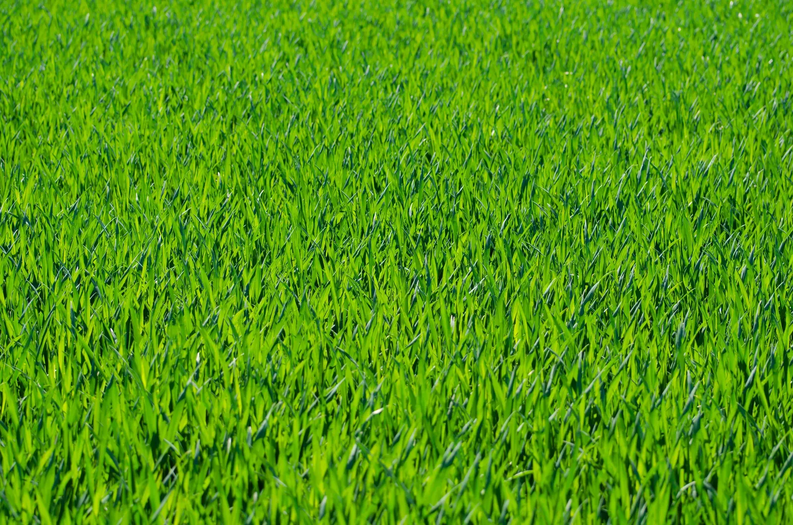 Korean Grass (Zoysia Tenuifolia) — typically requiring only about 1 inch of water per week whether from rainfall or manual watering