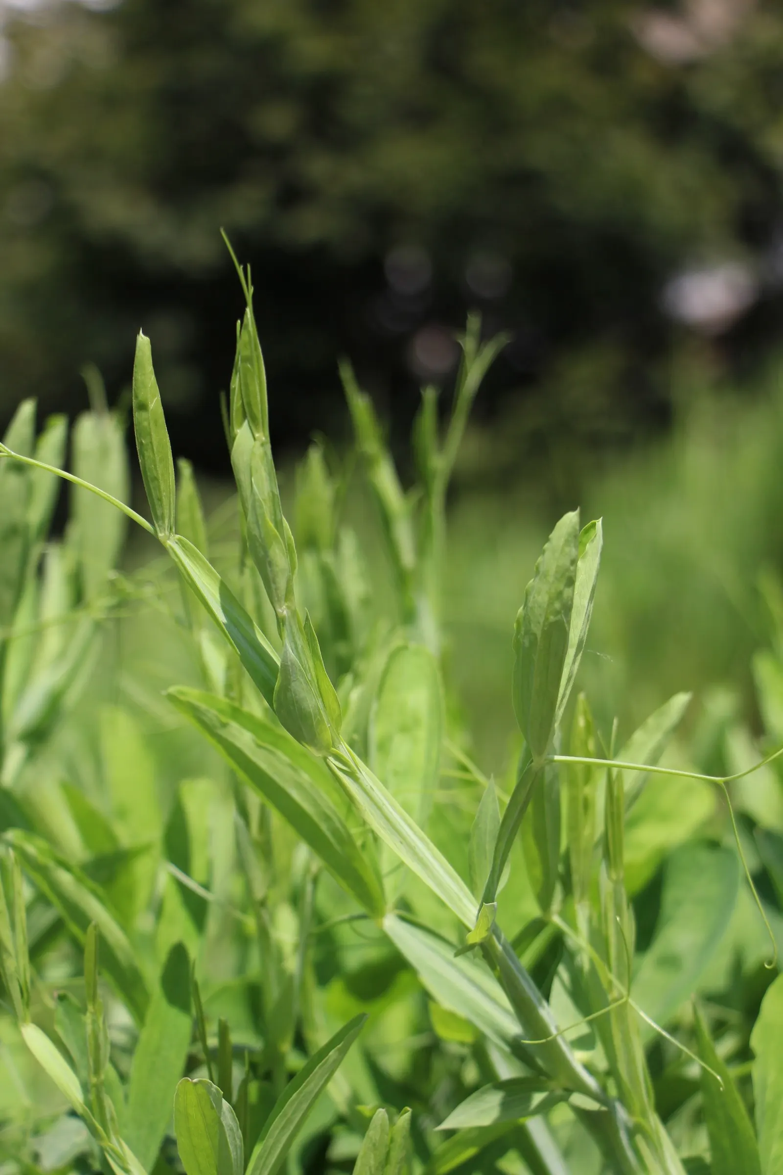 Korean Grass (Zoysia Tenuifolia) — Irrigation requirements are modest