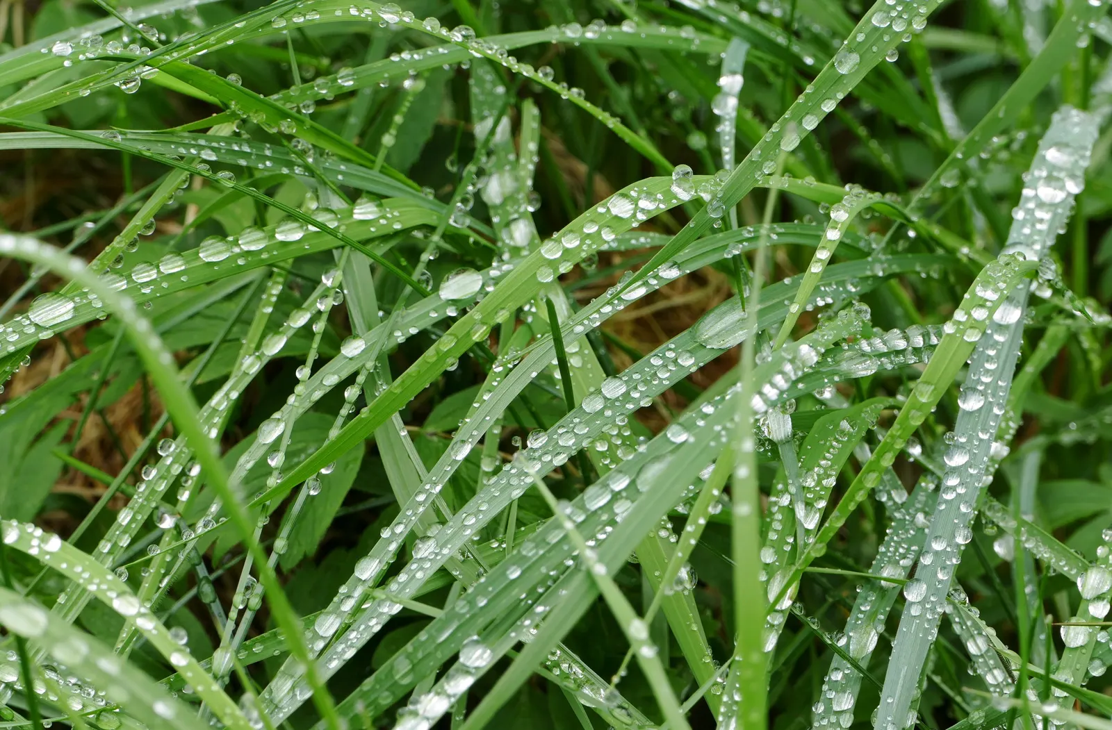 Korean Grass (Zoysia Tenuifolia) — slow-growing perennial that forms a dense; however, it does have a slower recovery rate from damage due to its growth pattern