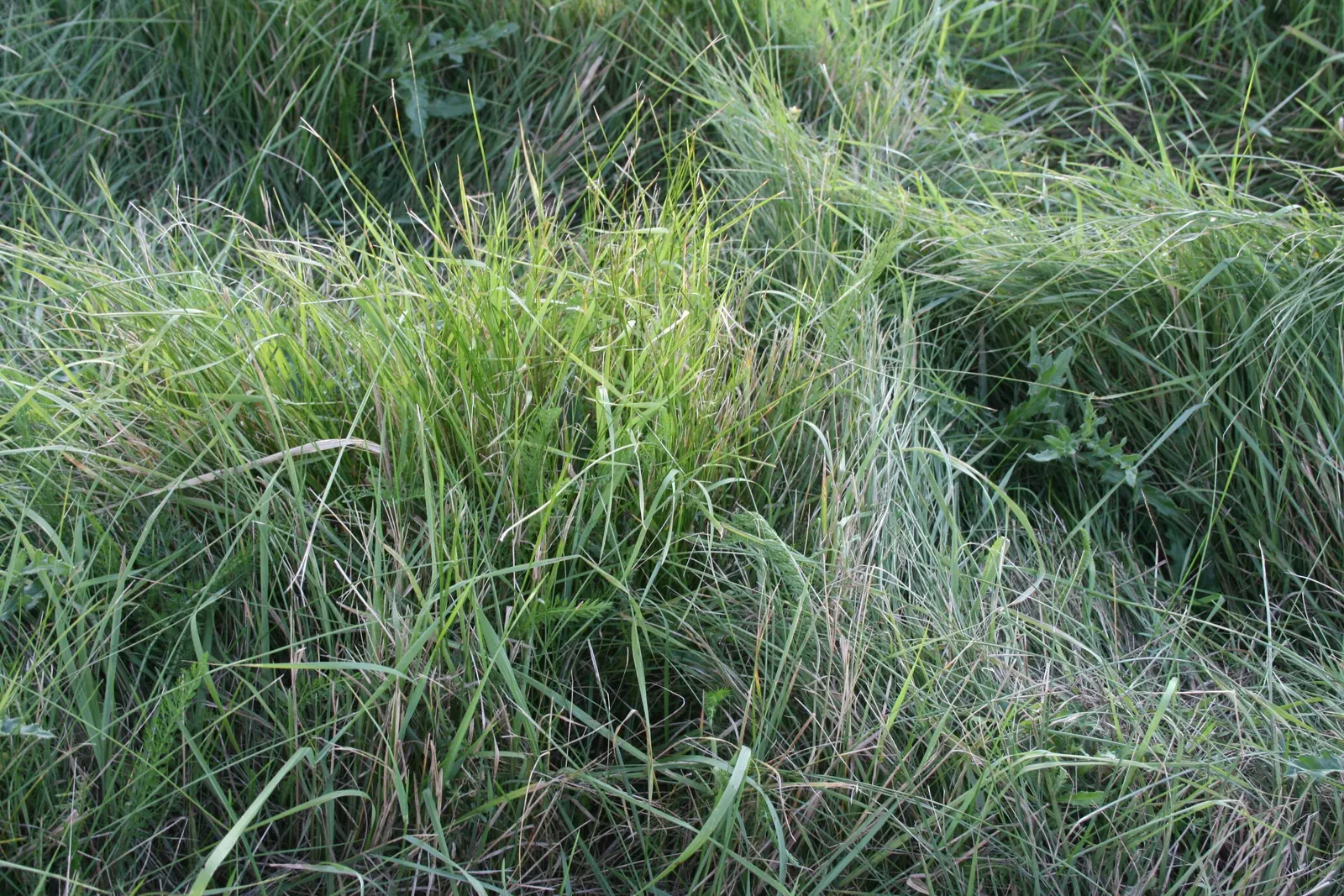 Korean Grass (Zoysia Tenuifolia) — commonly known as Korean Grass; ideal for ornamental lawns, it thrives in well-drained soils and full sun to partial shade