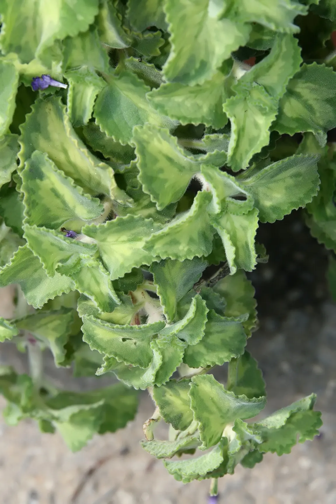 Mexican Oregano (Lippia Graveolens) — it thrives in full sun to partial shade but requires well-drained soil to avoid root rot
