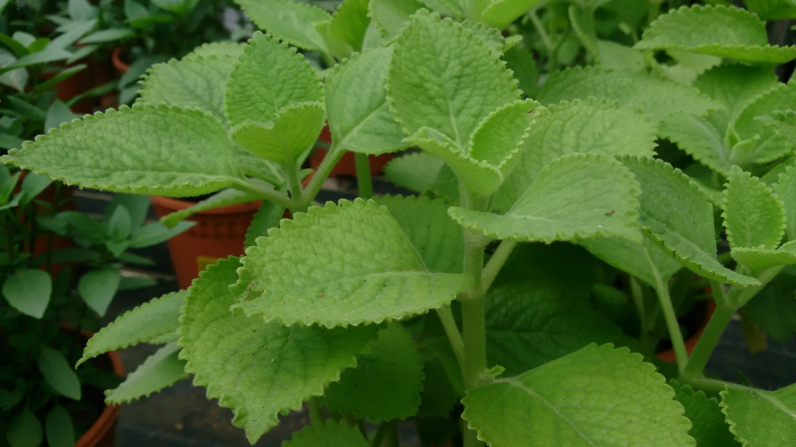 Mexican Oregano (Lippia Graveolens) — As a drought-tolerant species