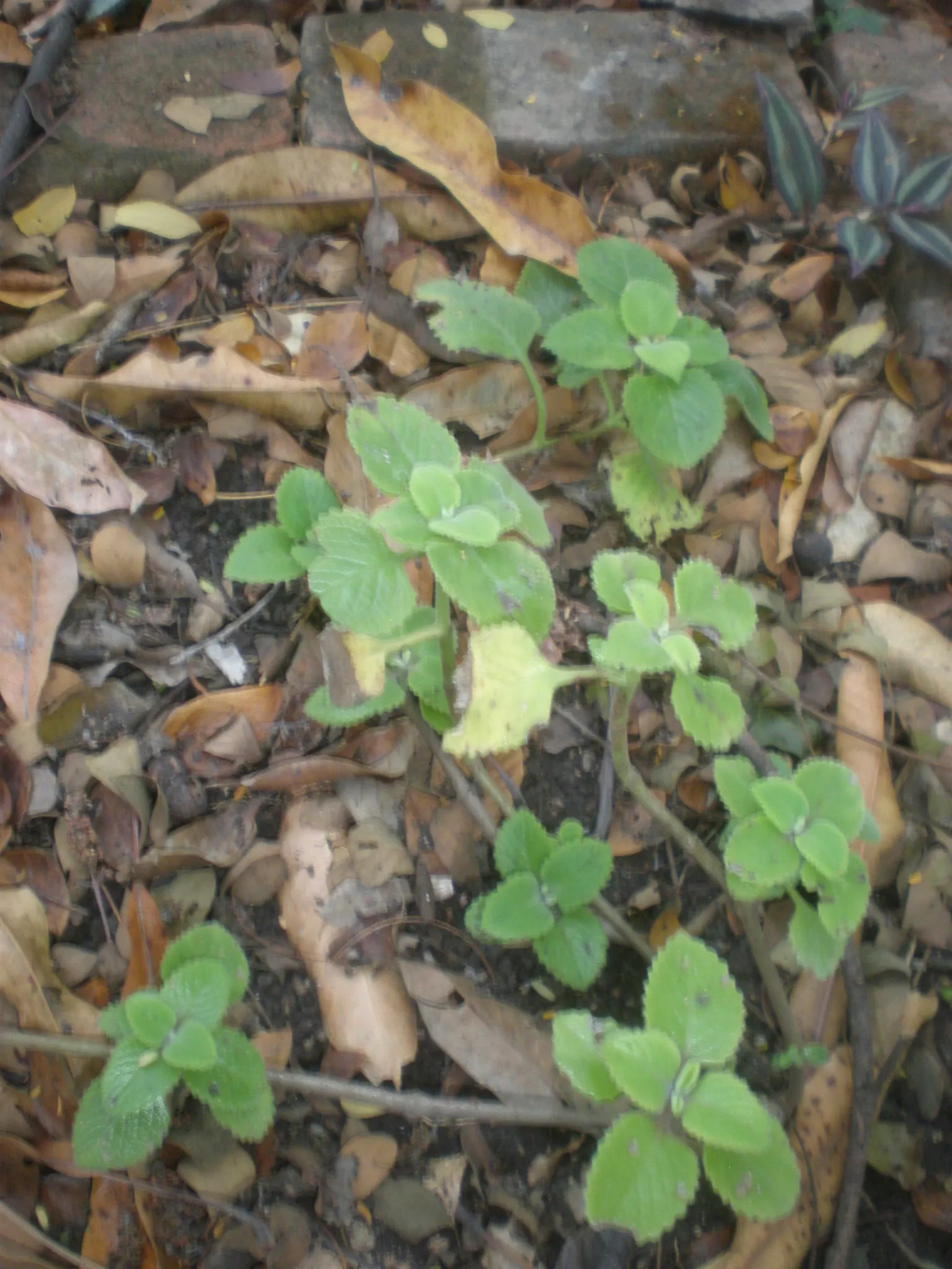 Mexican Oregano (Lippia Graveolens) — it demands minimal irrigation