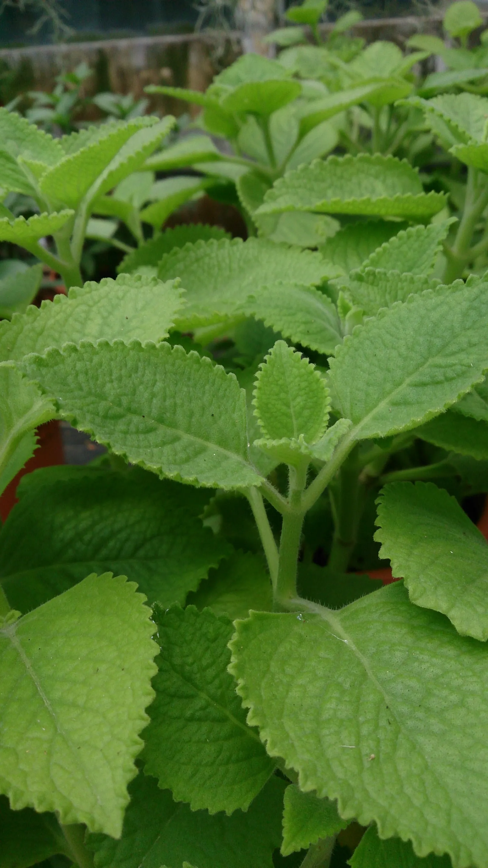 Mexican Oregano (Lippia Graveolens) — Tiny white to pale lilac blossoms adorn the plant throughout the warmer months