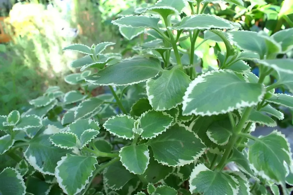 Mexican Oregano (Lippia Graveolens) — bushy appearance.<br><br>Adaptable to USDA zones 8 through 11