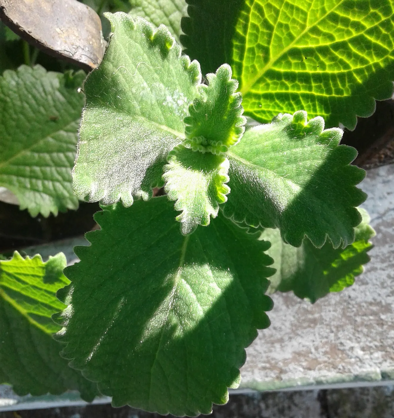 Mexican Oregano (Lippia Graveolens) — periodic trimming back in the spring will encourage a lush