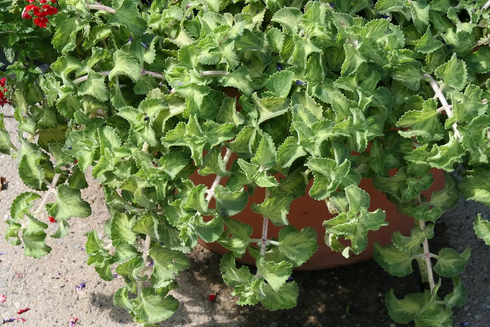 Mexican Oregano (Lippia Graveolens) — this sun-loving plant offers delicate white to lavender flowers in summer