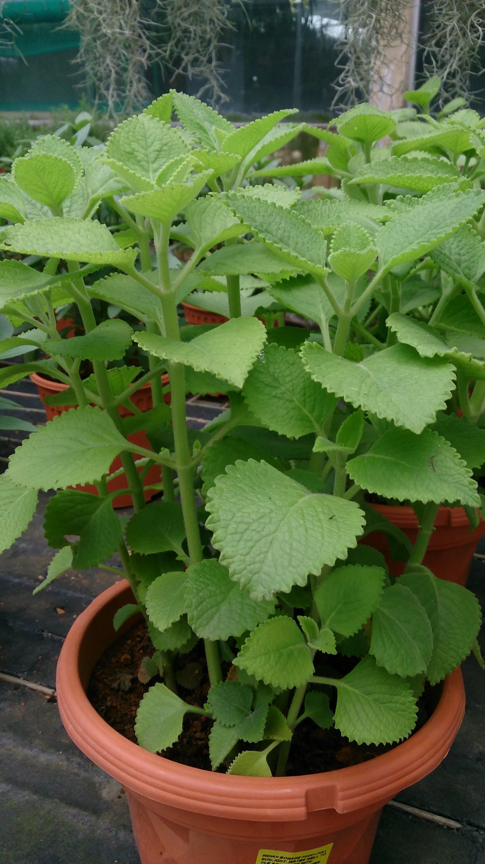 Mexican Oregano (Lippia Graveolens) — Known for its aromatic leaves