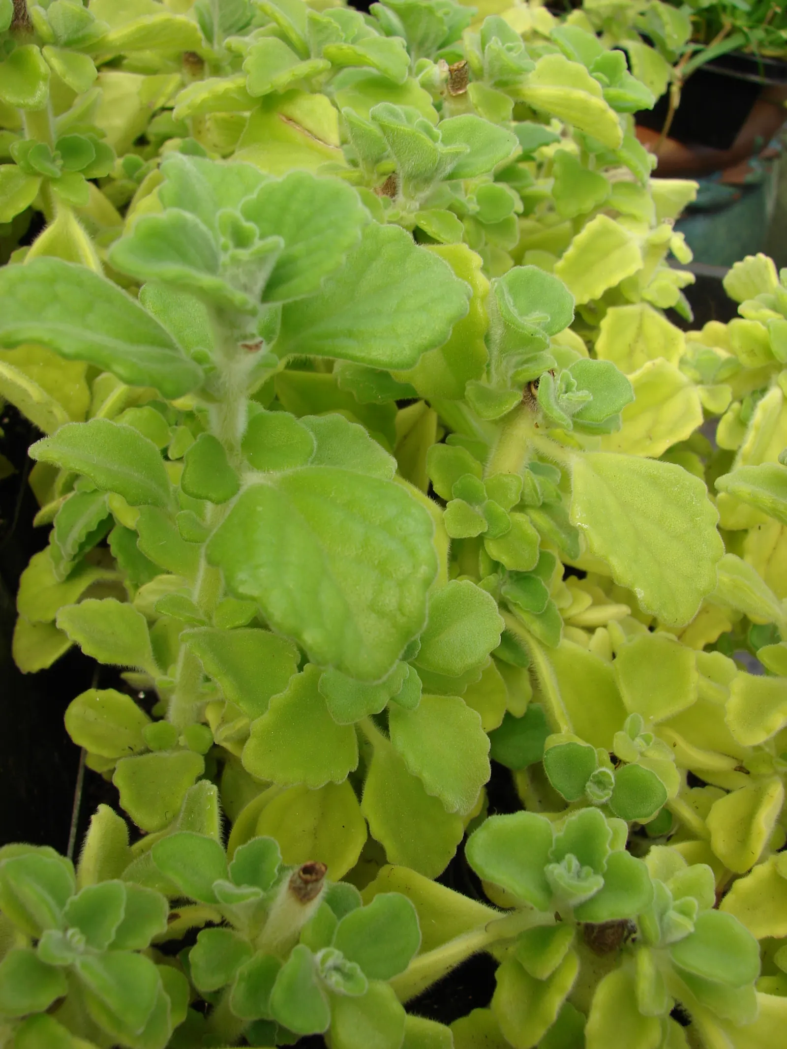 Mexican Oregano (Lippia Graveolens) — Mexican Oregano (Lippia graveolens) is a robust