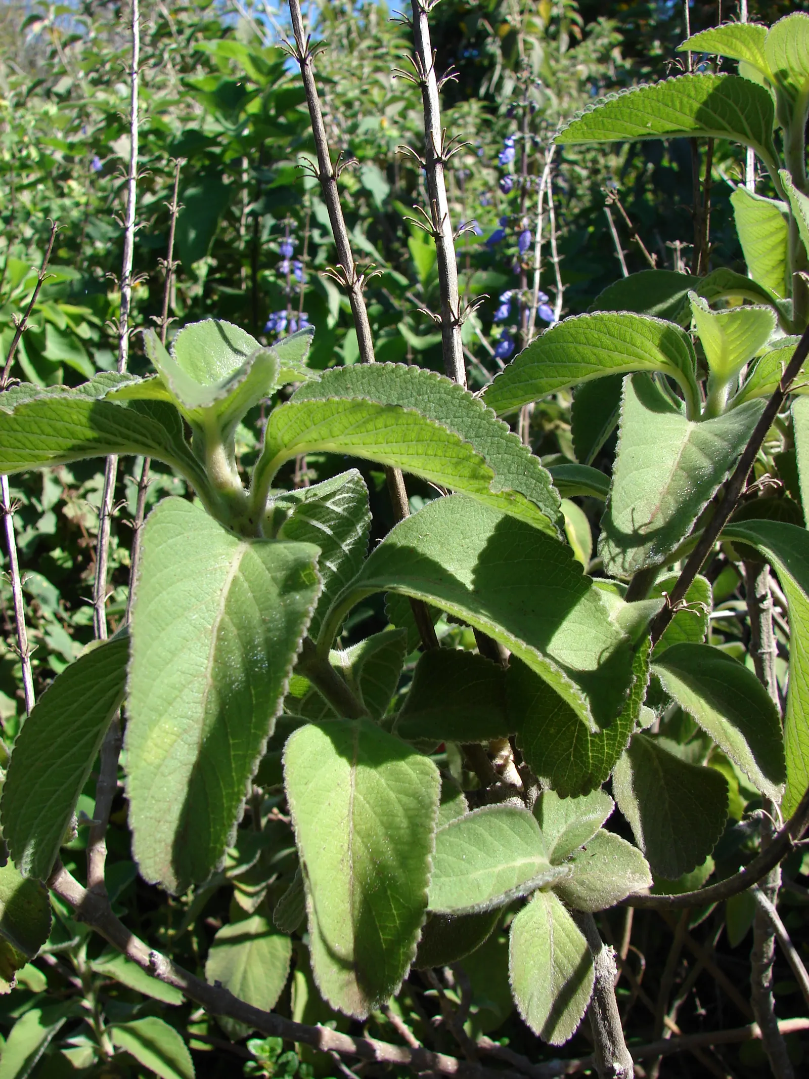 Mexican Oregano (Lippia Graveolens) — Pruning encourages a bushier growth
