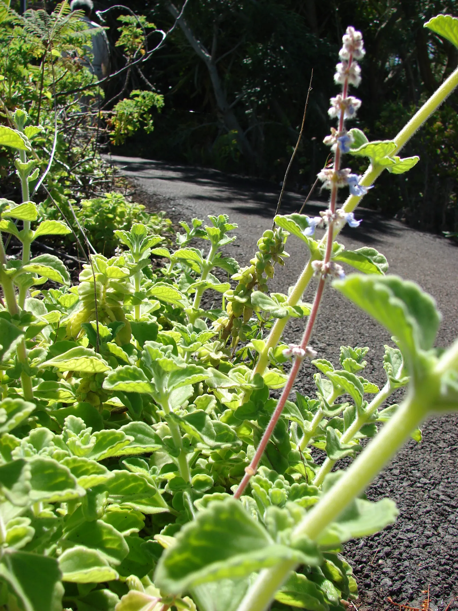 Mexican Oregano (Lippia Graveolens) — Hardy in USDA zones 8-11, it requires well-drained soil and moderate water