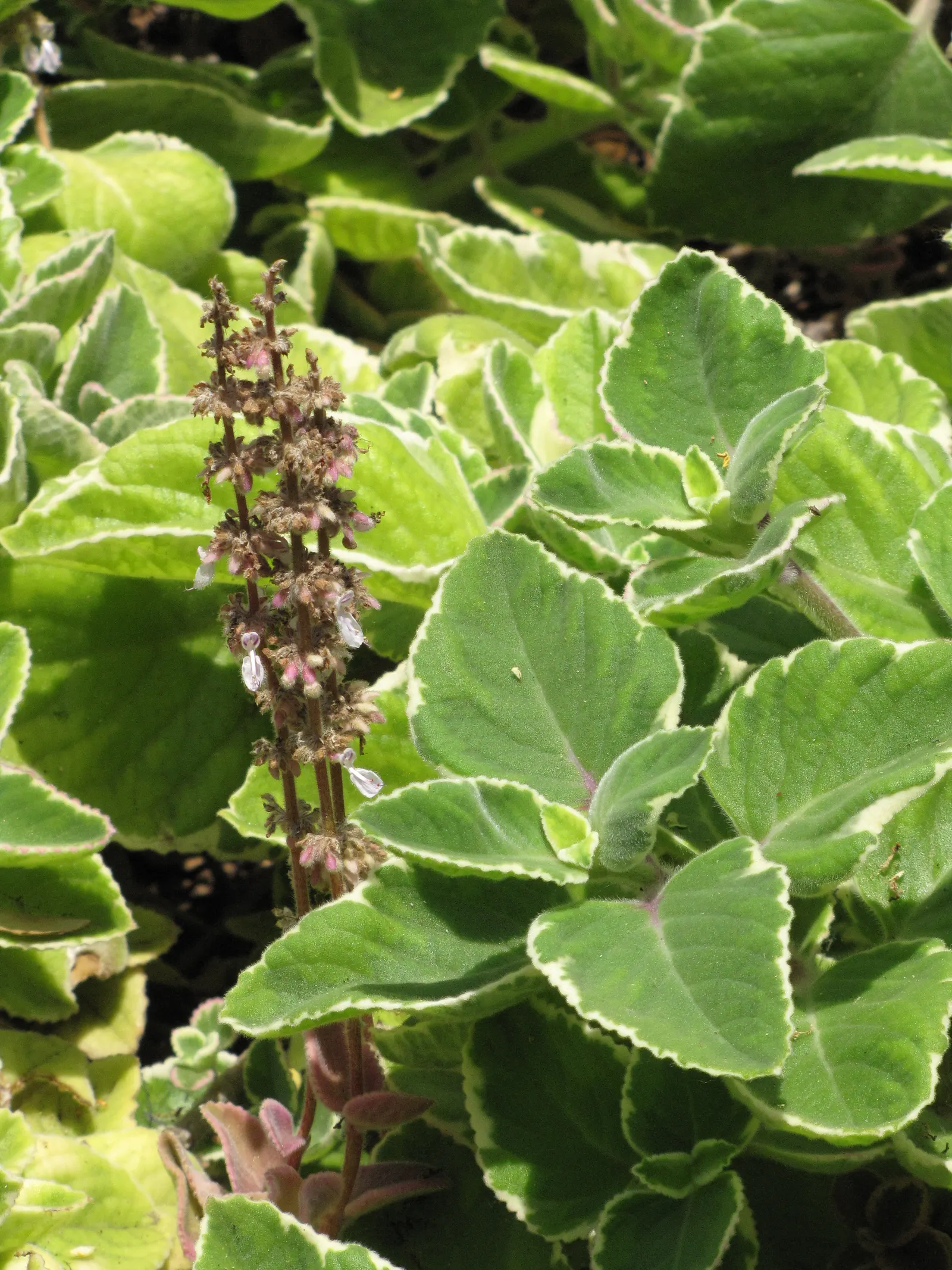 Mexican Oregano (Lippia Graveolens) — Mexican Oregano (Lippia graveolens) is a perennial shrub standing 2-5 ft