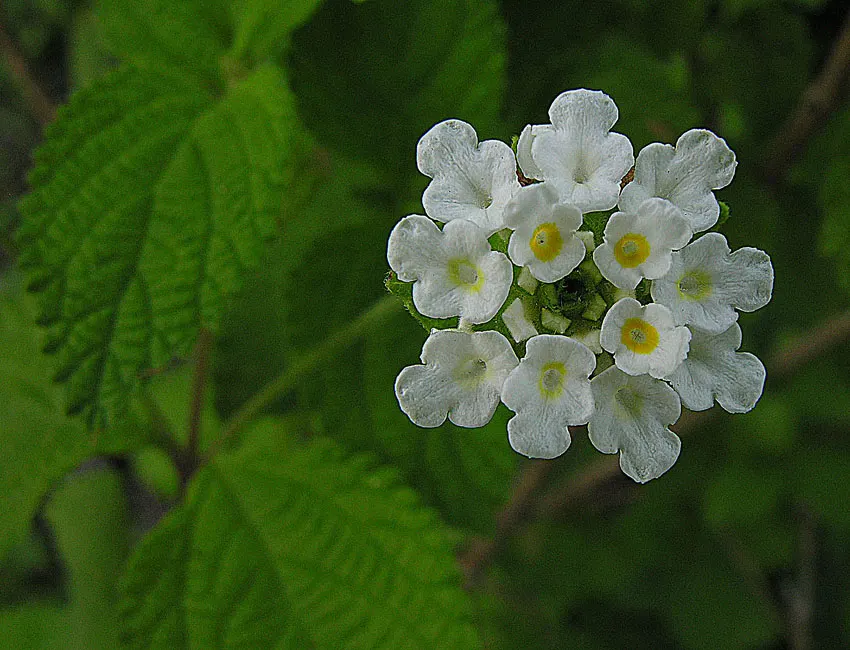 Mexican Oregano (Lippia Graveolens) — attracting pollinators such as bees and butterflies.<br><br>For maintenance