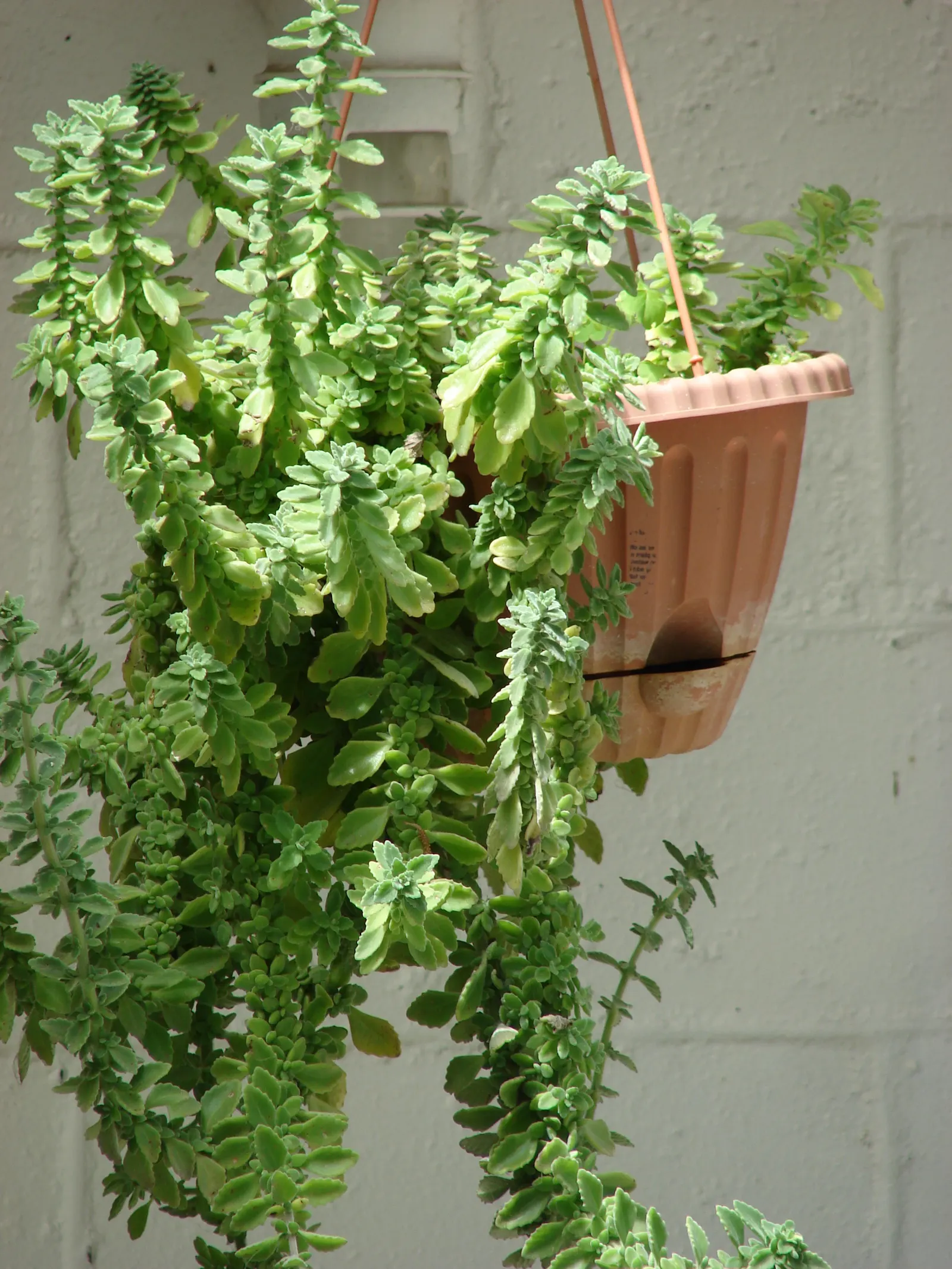 Mexican Oregano (Lippia Graveolens) — Mexican Oregano forms a rounded