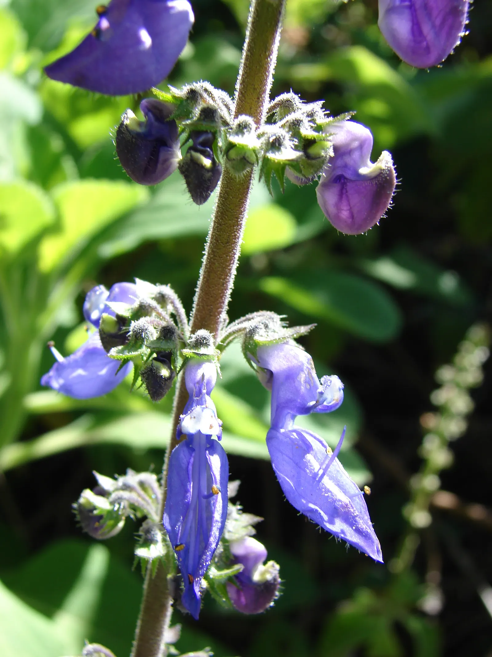 Mexican Oregano (Lippia Graveolens) — making it an ideal choice for filling mid-sized areas or as part of a mixed border