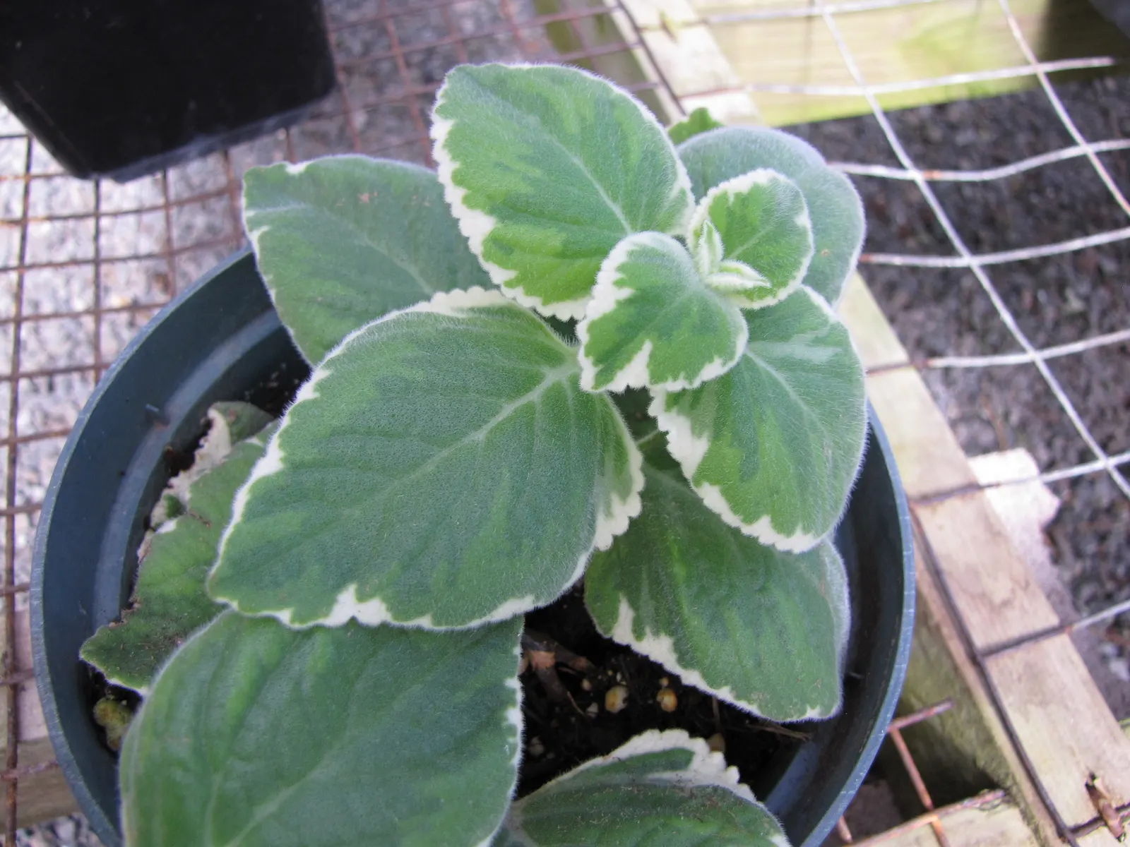 Mexican Oregano (Lippia Graveolens) — With its woody stems and dense