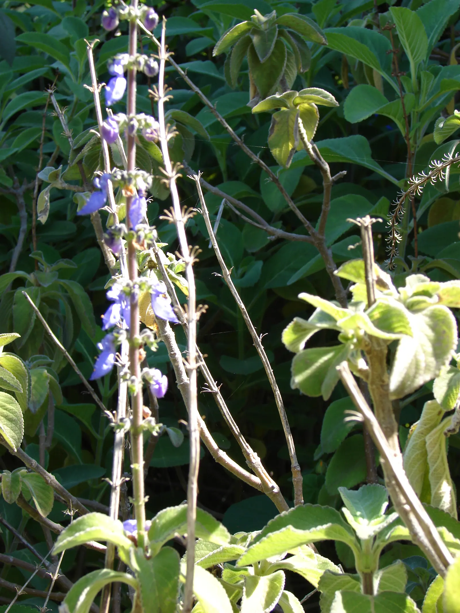 Mexican Oregano (Lippia Graveolens) — Use as an ornamental or culinary herb, its robust flavor complements various dishes