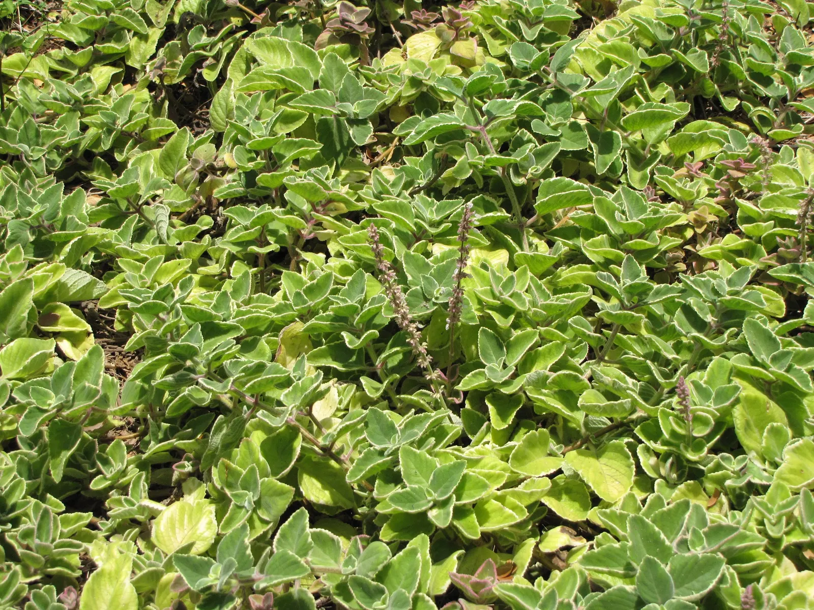 Mexican Oregano (Lippia Graveolens) — tall with a spread of 2-4 ft