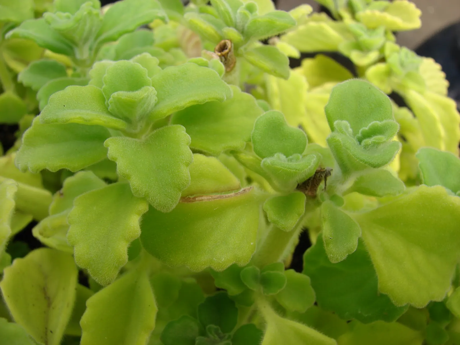 Mexican Oregano (Lippia Graveolens) — This hardy plant can reach a mature height of 2 to 4 feet and sprawls equally wide