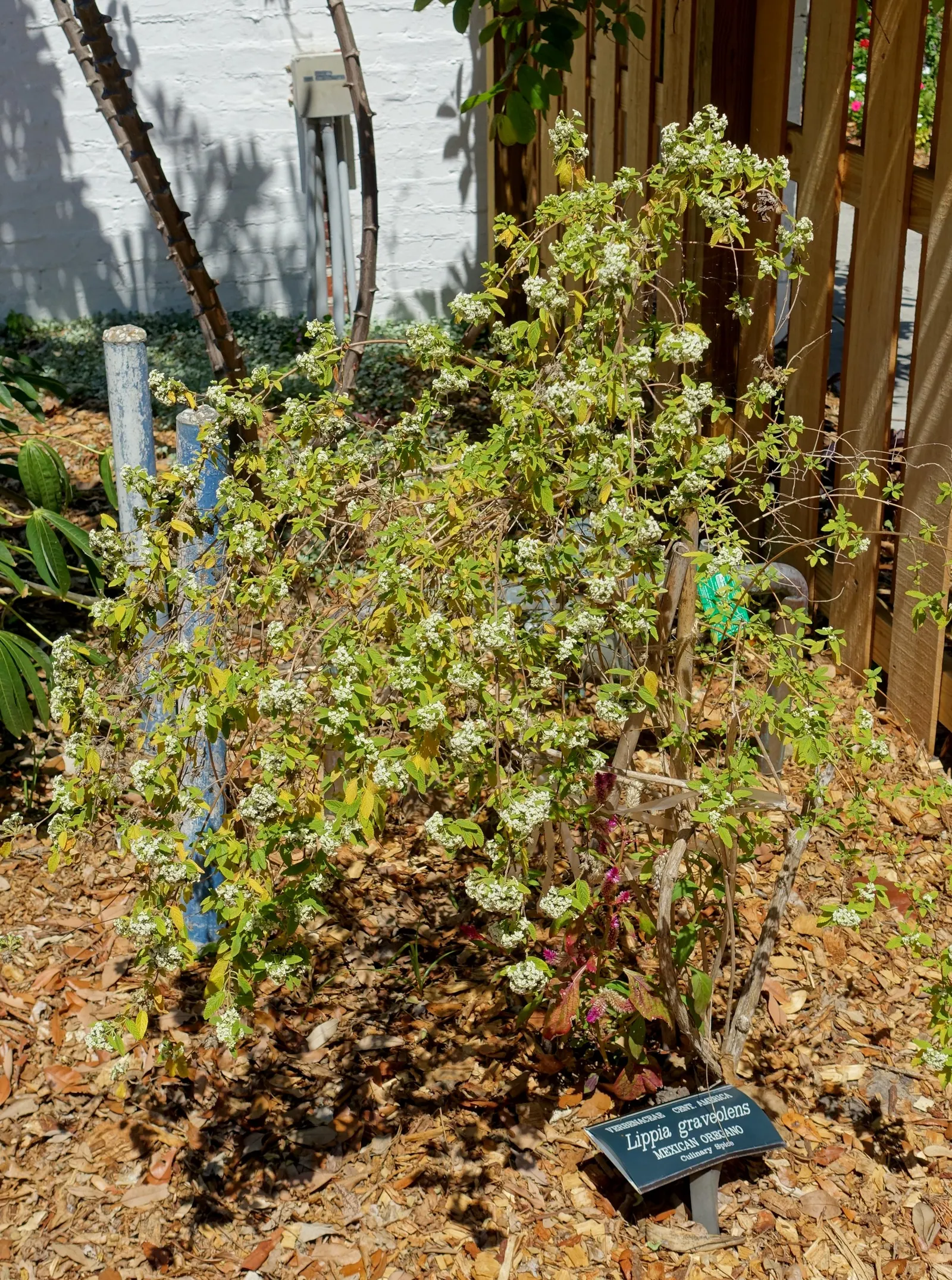 Mexican Oregano (Lippia Graveolens) — making it a perfect fit for water-wise gardens