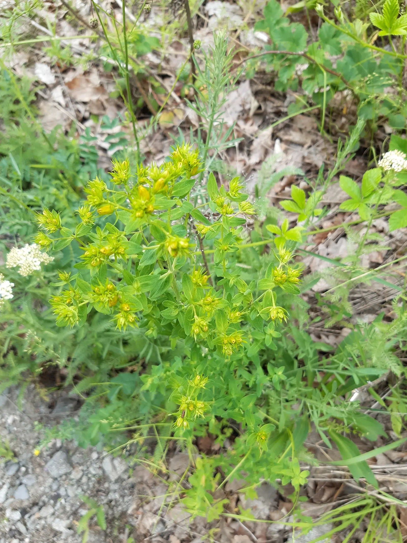 St. John's Wort (Hypericum 'Hidcote') — bushy foliage.<br><br>The plant typically reaches a height and spread of 3 to 5 feet; ideal for borders or foundation
