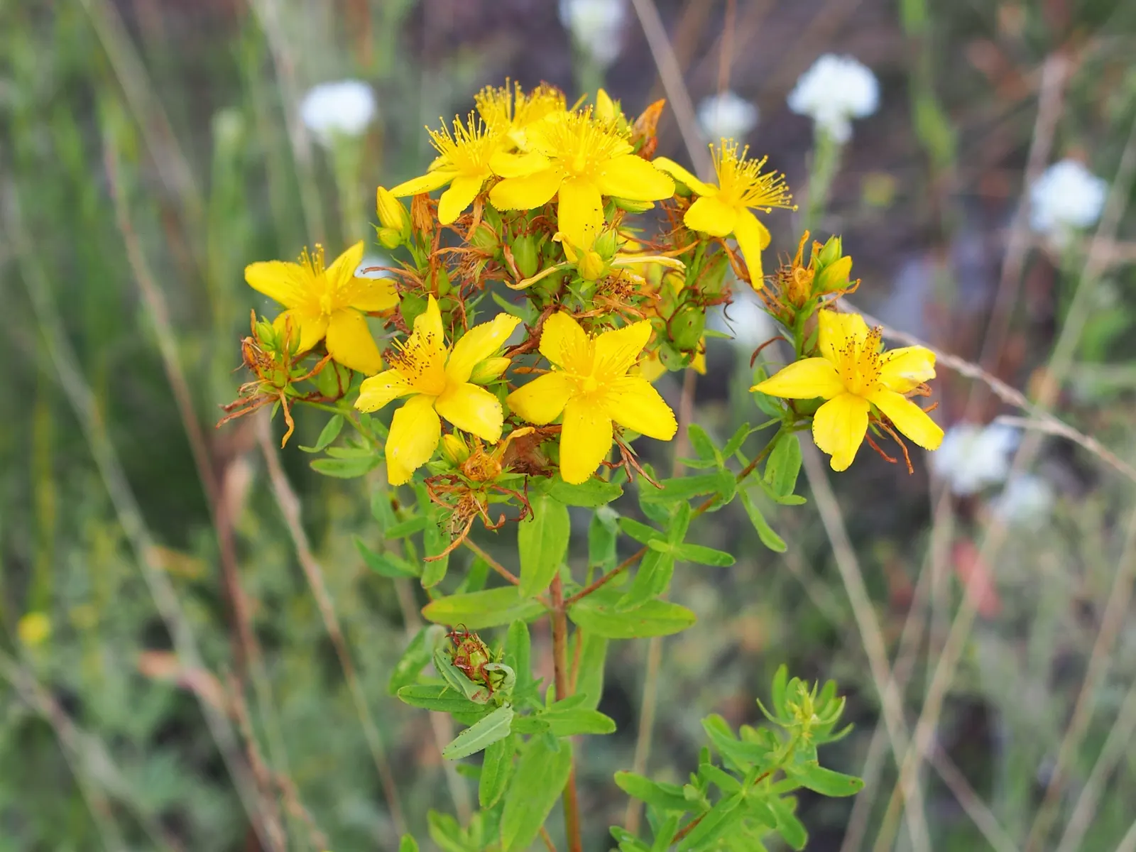 St. John's Wort (Hypericum 'Hidcote') — which can be an engaging topic for the client interested in the historical uses of their garden plants; to, image 70