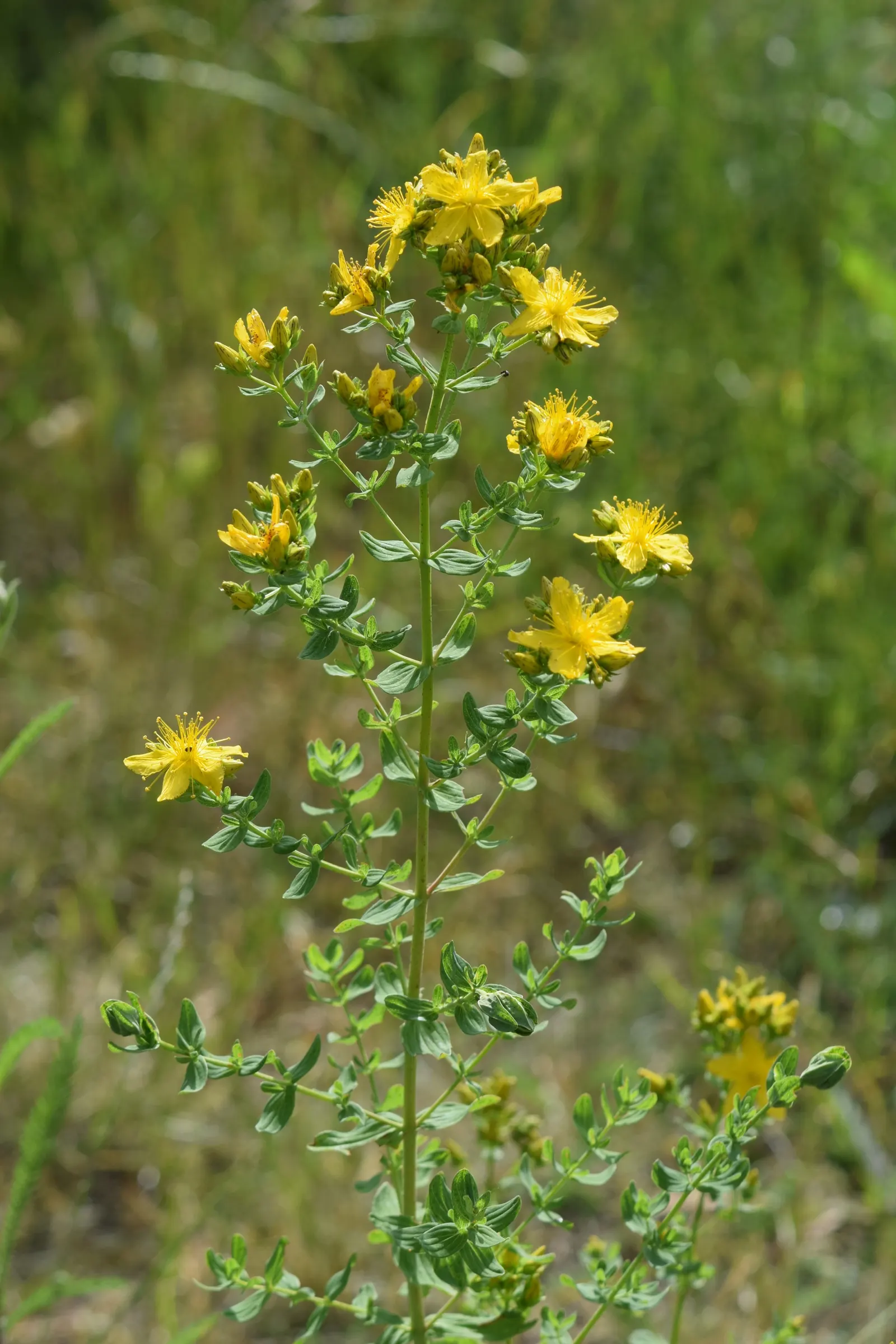 St. John's Wort (Hypericum 'Hidcote') — John's Wort 'Hidcote' (Hypericum 'Hidcote') is a versatile shrub known for its abundant; it matures to 3-4, image 105