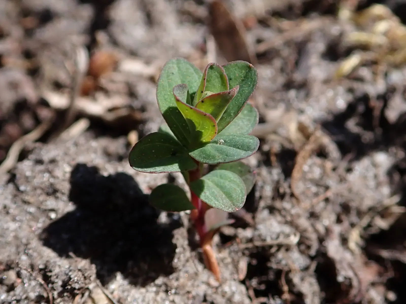 St. John's Wort (Hypericum 'Hidcote') — set against a backdrop of dense; this plant is resilient to most pests and diseases, image 115