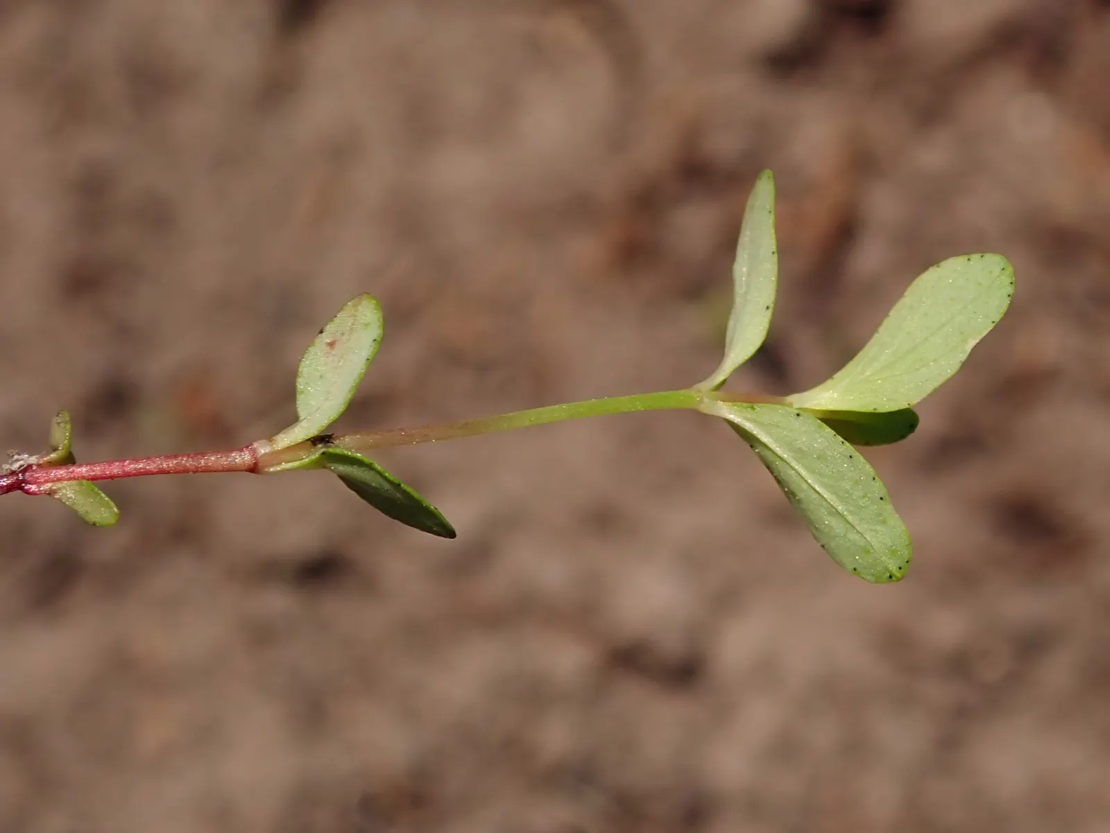 St. John's Wort (Hypericum 'Hidcote') — It matures to 3-4 feet in height and spread, with a rounded habit