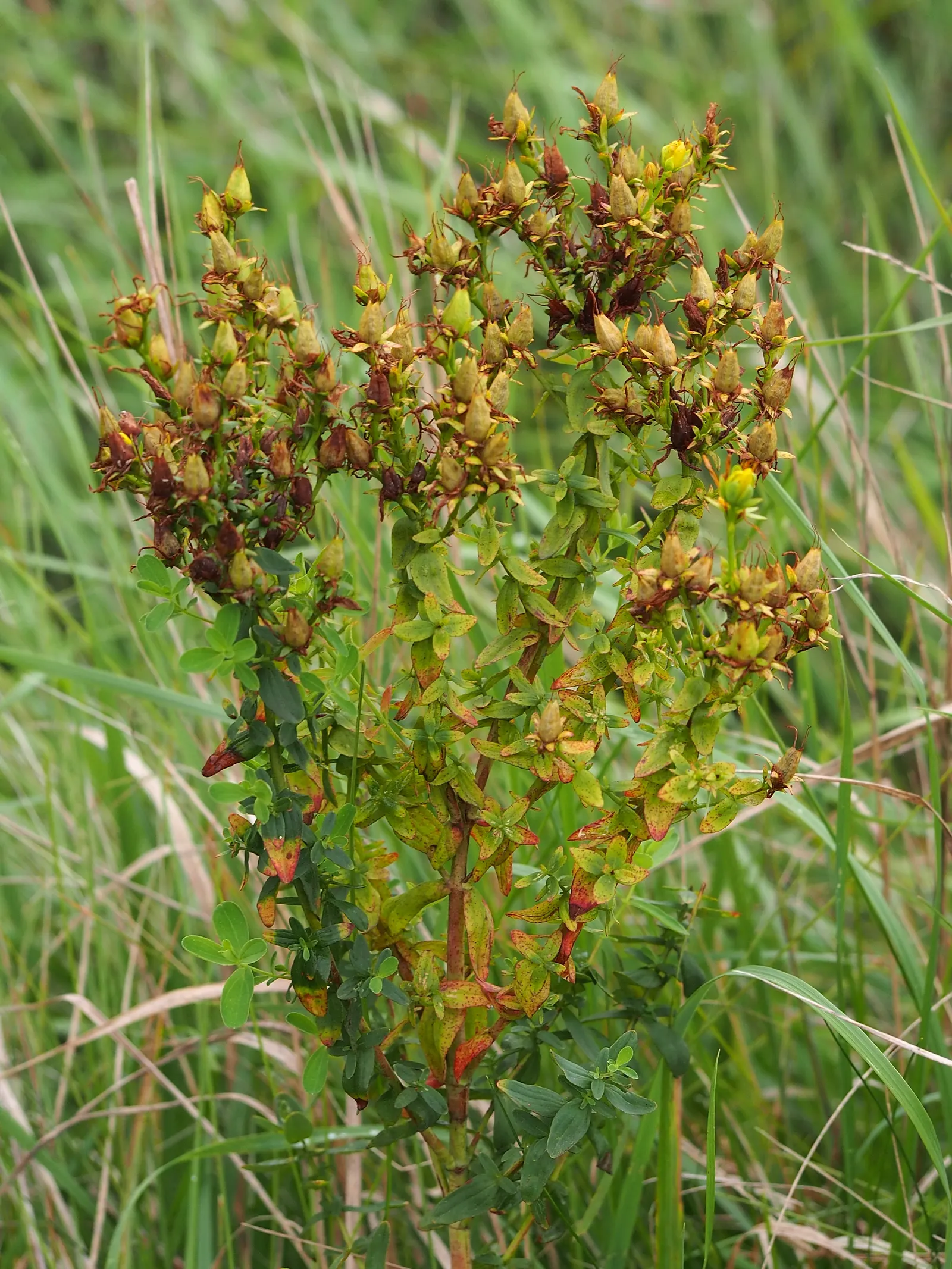 St. John's Wort (Hypericum 'Hidcote') — Hardy in USDA zones 5 through 9; or as part of a mixed shrubbery display