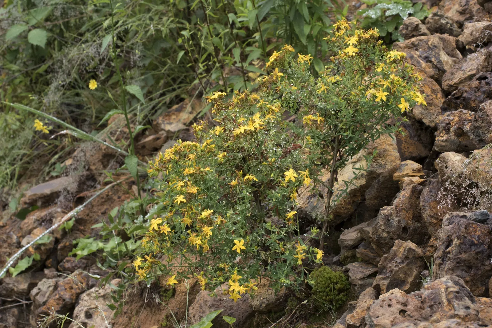 St. John's Wort (Hypericum 'Hidcote') — or as part of a mixed shrubbery display; its leaves are oval-shaped and dark blue-green, image 118