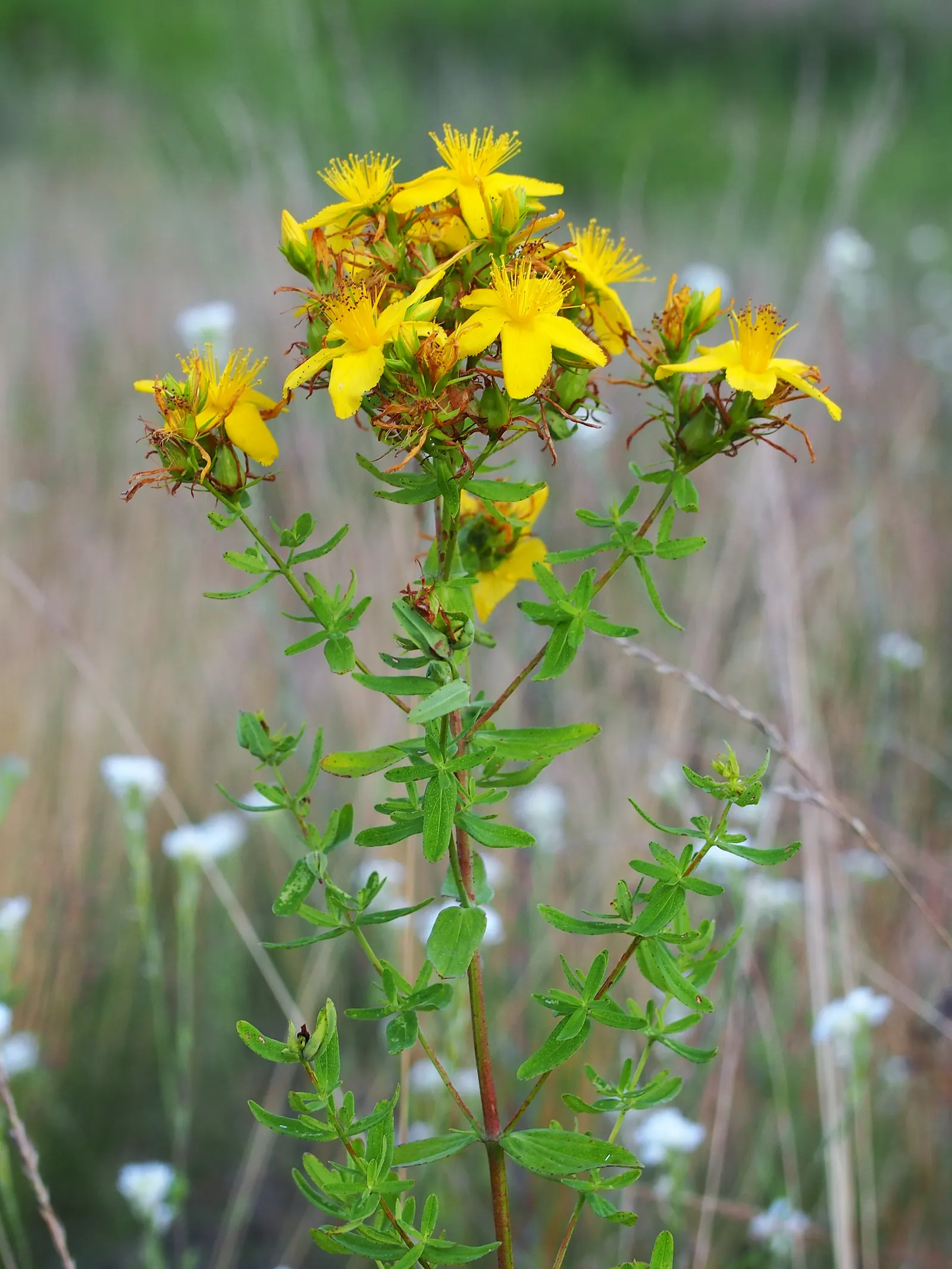 St. John's Wort (Hypericum 'Hidcote') — shrub with yellow blooms