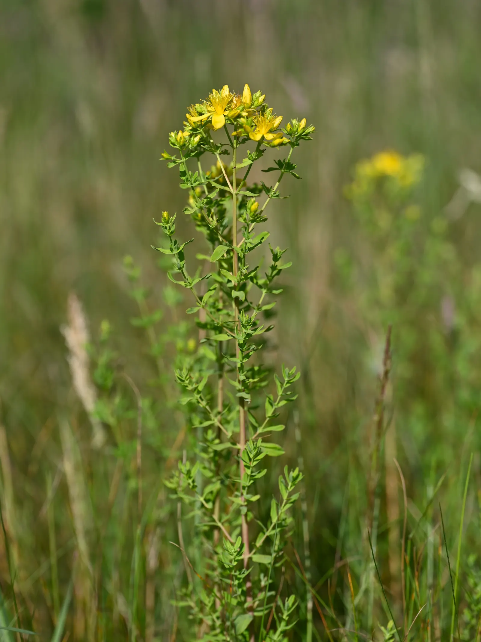 St. John's Wort (Hypericum 'Hidcote') — pruning should be done annually by removing dead or overgrown branches in early spring; is a versatile and, image 72
