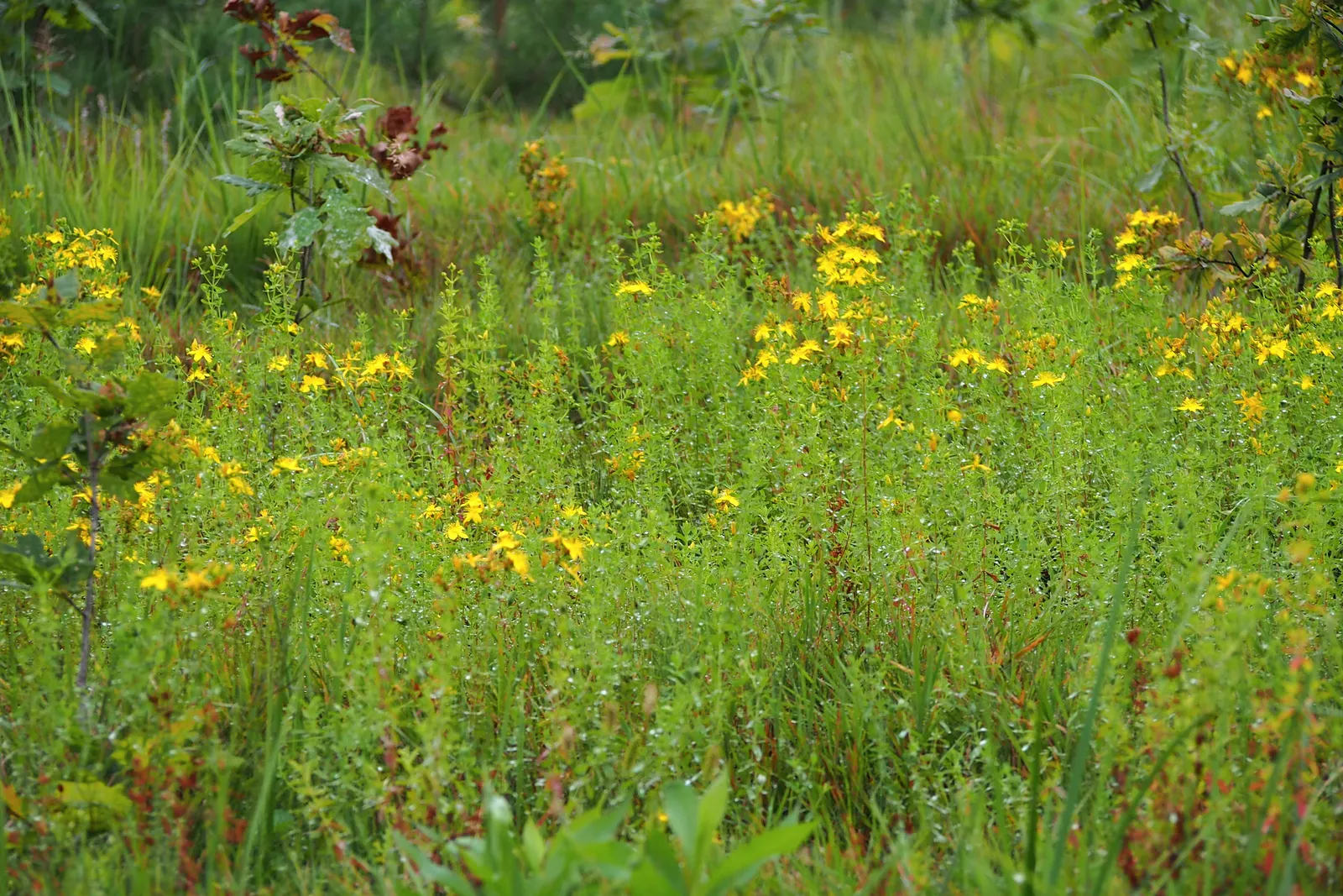 St. John's Wort (Hypericum 'Hidcote') — Hardy in USDA zones 5 through 9