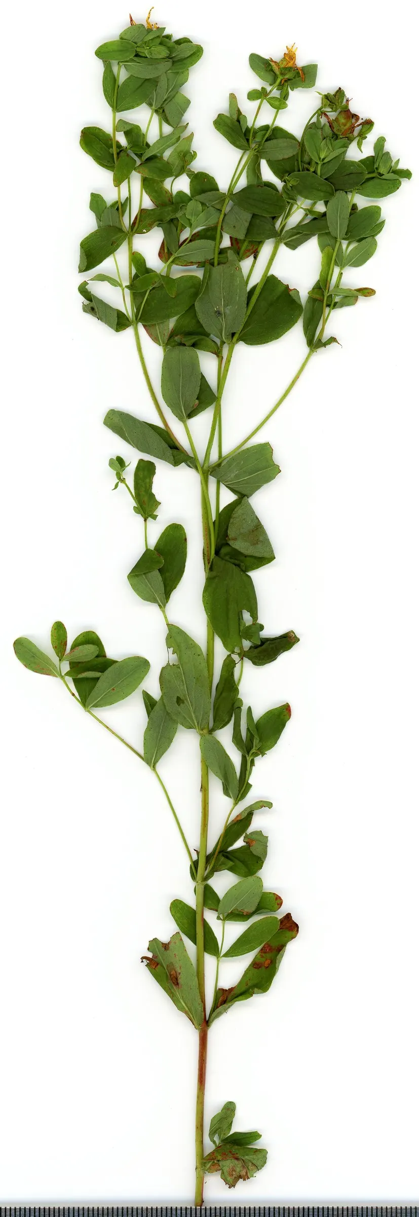 St. John's Wort (Hypericum 'Hidcote') — this plant is resilient to most pests and diseases; hardy in USDA zones 5 through 9, image 100