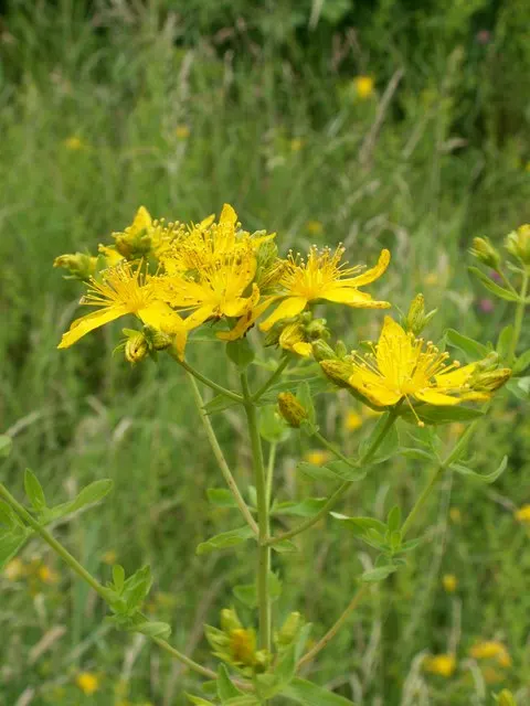 St. John's Wort (Hypericum 'Hidcote') — shrub with yellow blooms; showing a good level of drought tolerance once established