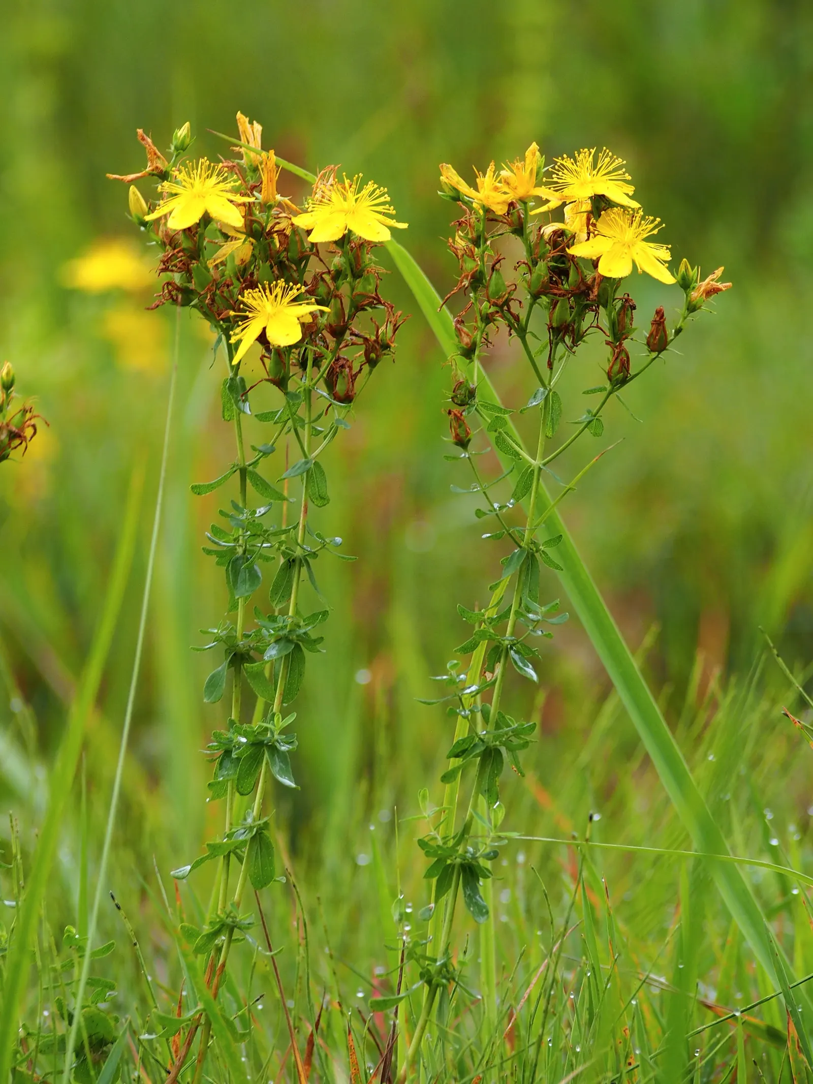 St. John's Wort (Hypericum 'Hidcote') — To maintain a neat appearance and promote vigorous flowering; shrub for full or half