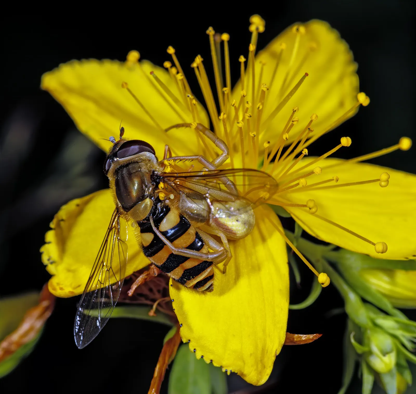 St. John's Wort (Hypericum 'Hidcote') — shrub with yellow blooms; showing a good level of drought tolerance once established, image 77