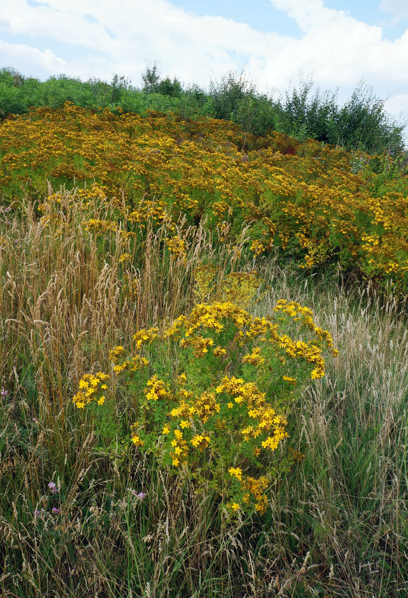 St. John's Wort (Hypericum 'Hidcote') — shrub for full or half; making it a low-maintenance option for the garden