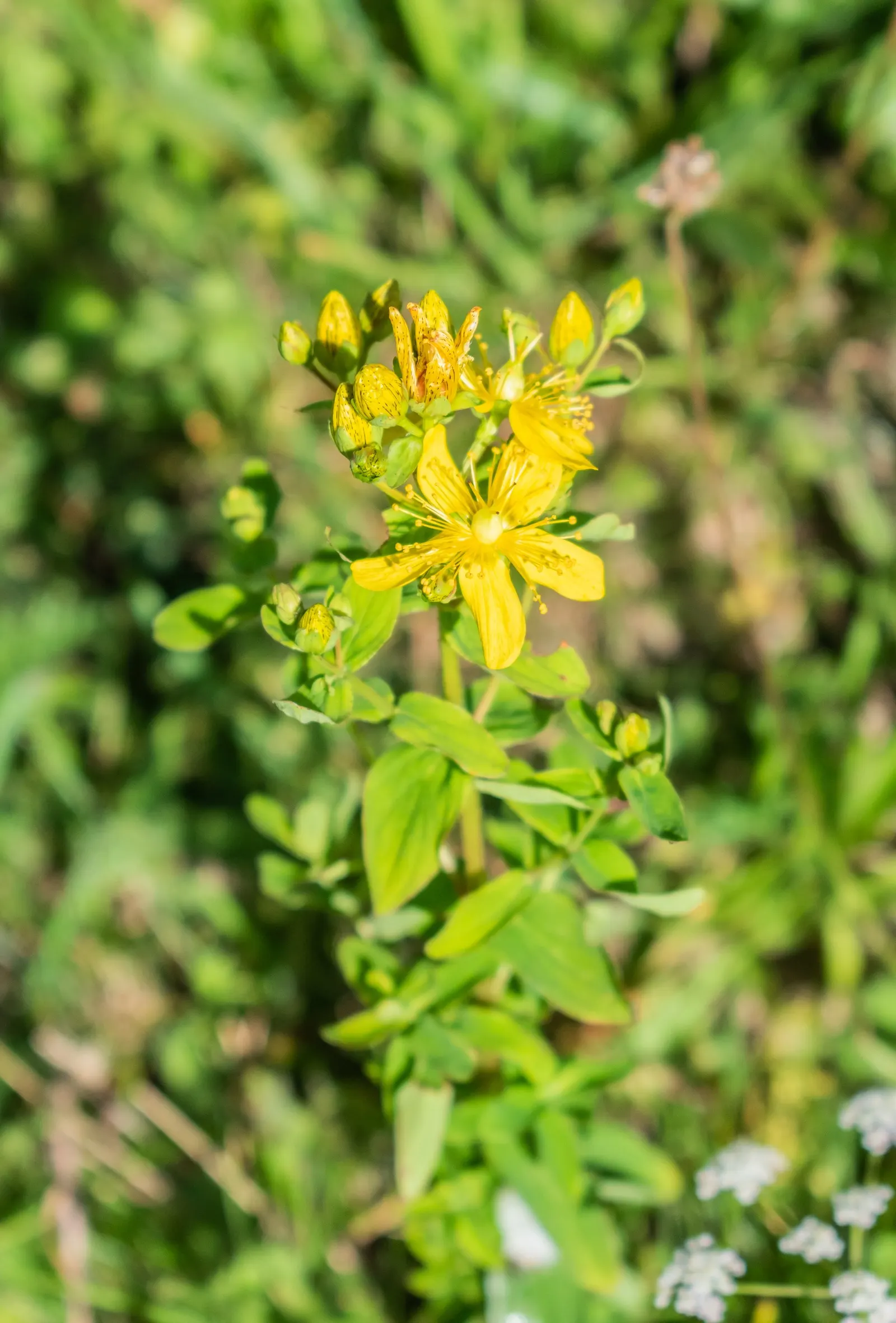St. John's Wort (Hypericum 'Hidcote') — approximately 3 inches across; john's Wort 'Hidcote' (Hypericum 'Hidcote') is a versatile shrub known for, image 60