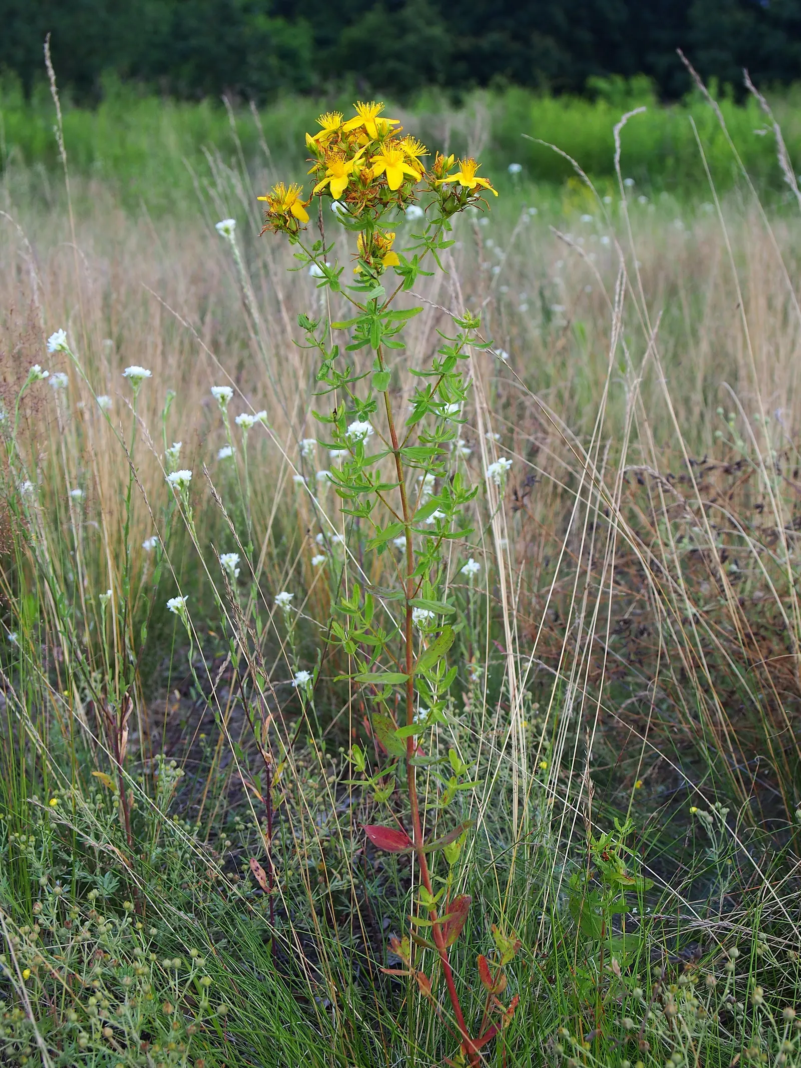 St. John's Wort (Hypericum 'Hidcote') — this plant is resilient to most pests and diseases; hardy in USDA zones 5 through 9, image 74