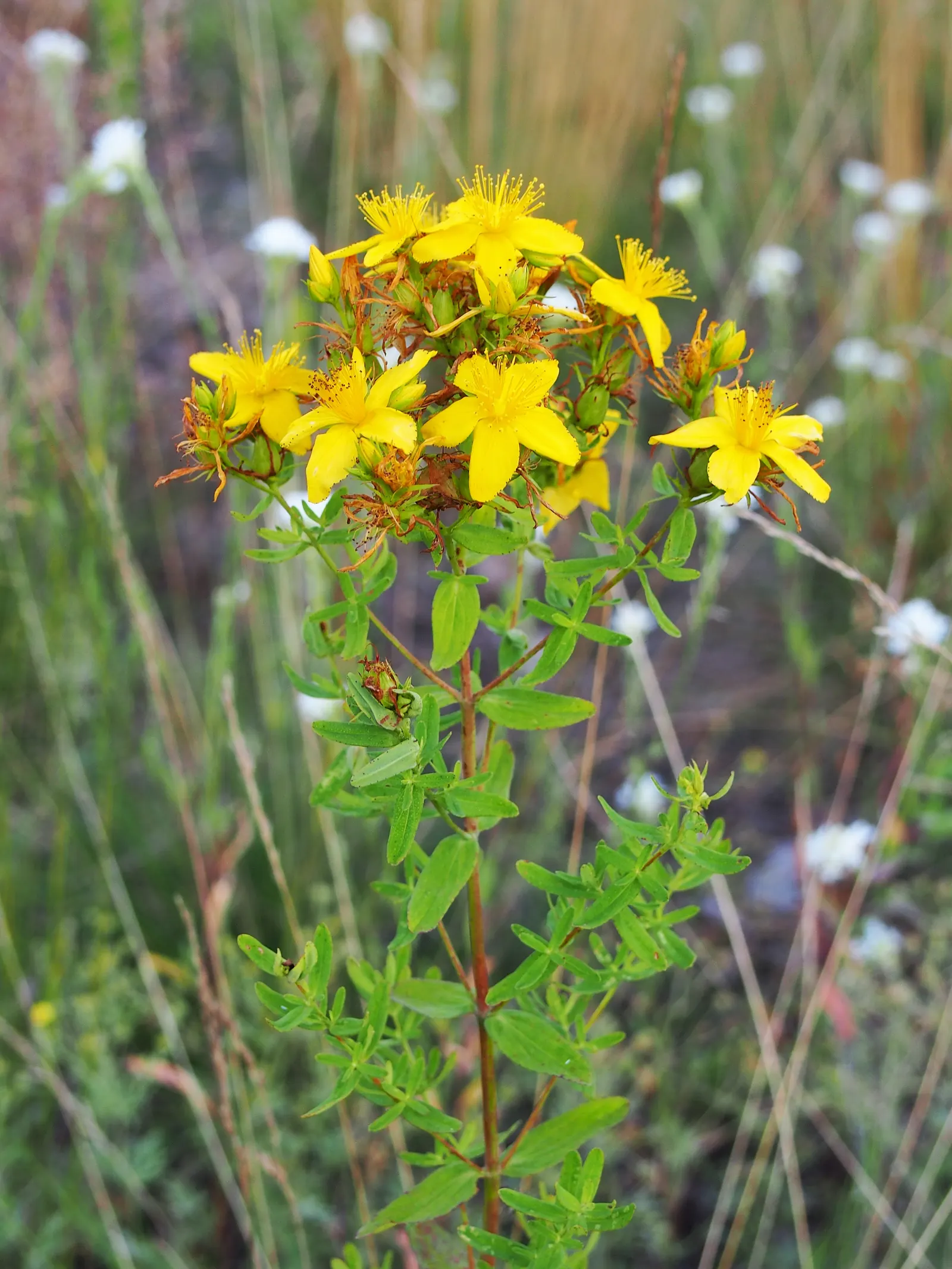 St. John's Wort (Hypericum 'Hidcote') — yellow flowers in the garden