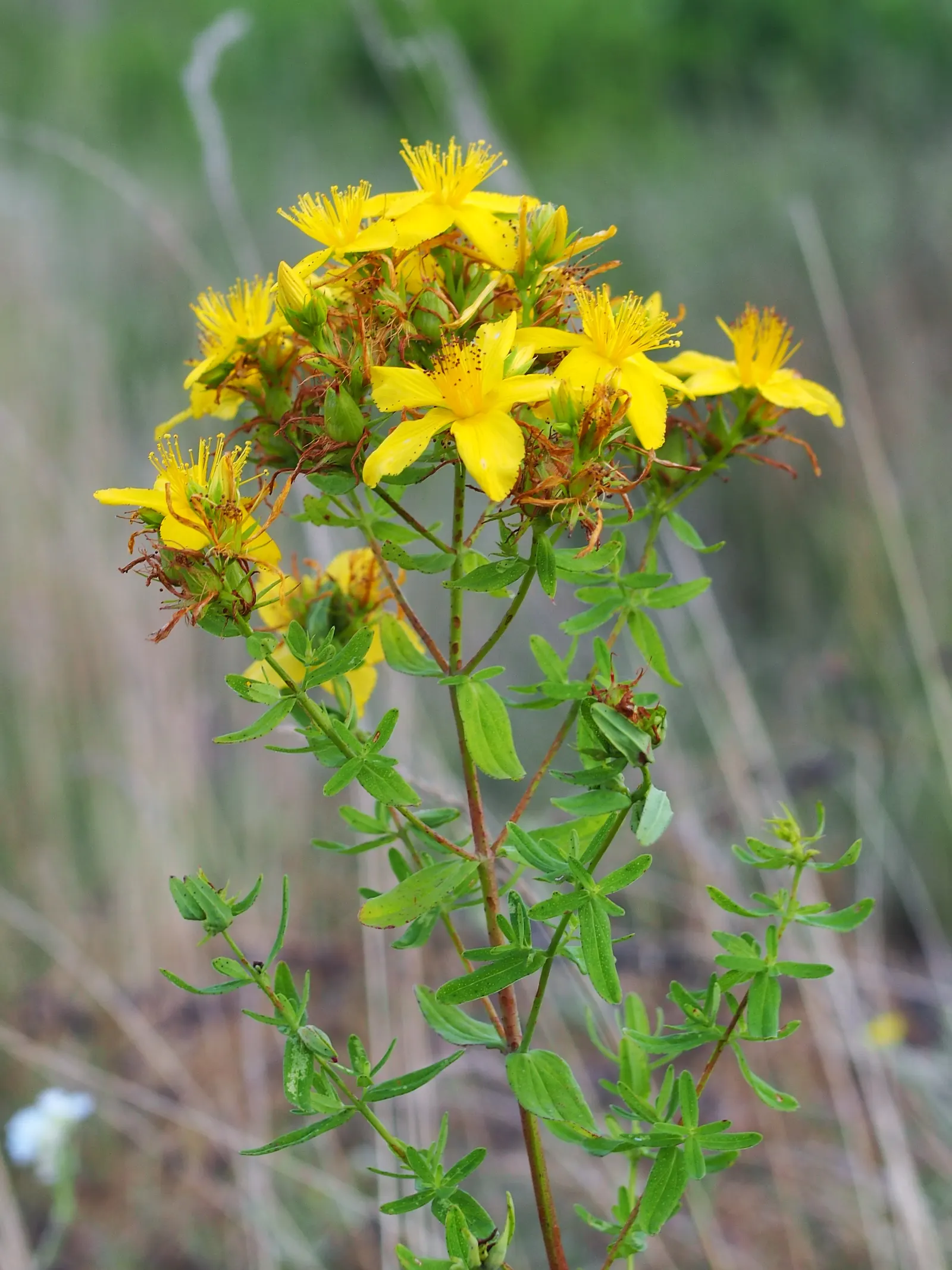 St. John's Wort (Hypericum 'Hidcote') — or as part of a mixed shrubbery display