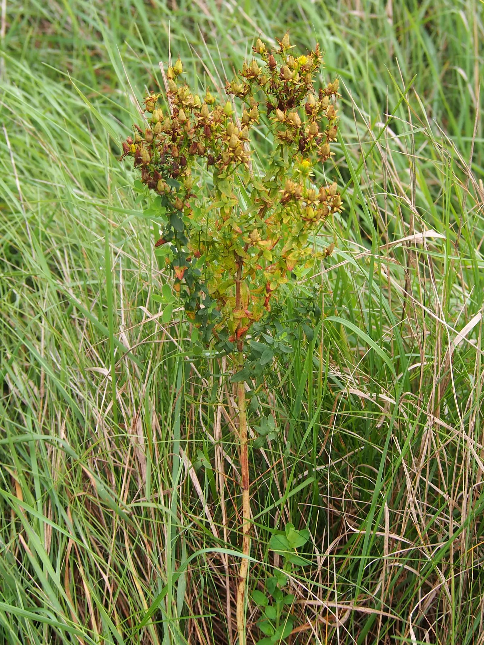 St. John's Wort (Hypericum 'Hidcote') — Its leaves are oval-shaped and dark blue-green; bushy foliage.<br><br>The plant typically reaches a height, image 69