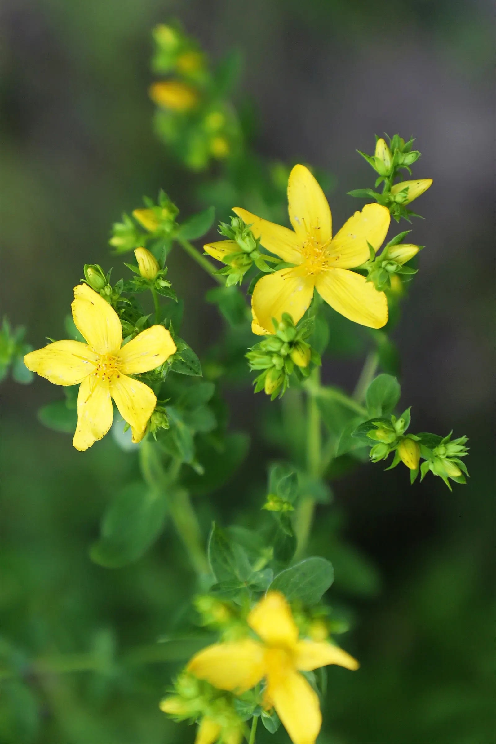 St. John's Wort (Hypericum 'Hidcote') — To maintain a neat appearance and promote vigorous flowering; shrub for full or half, image 97
