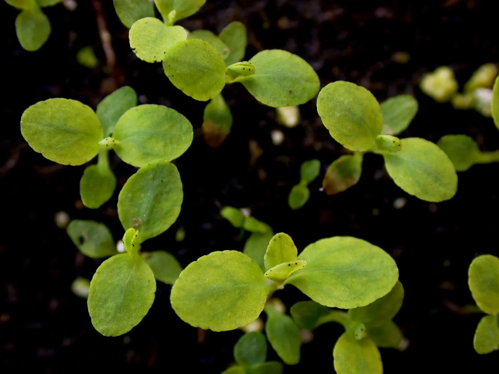 St. John's Wort (Hypericum 'Hidcote') — John's Wort prefers a position in full sun to partial shade and thrives in well-drained soil; yellow, image 119