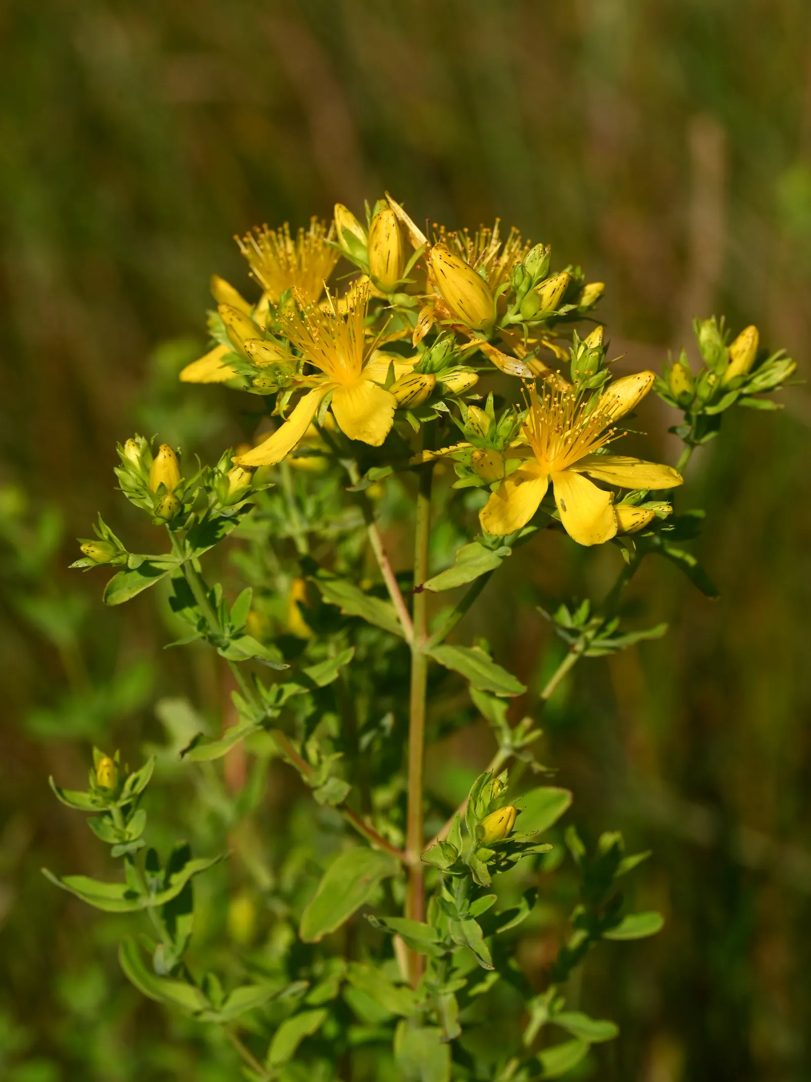 St. John's Wort (Hypericum 'Hidcote') — shrub for full or half; making it a low-maintenance option for the garden, image 104